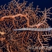 trumpetfish_lw_tam_h_0067_bal3647.jpg
